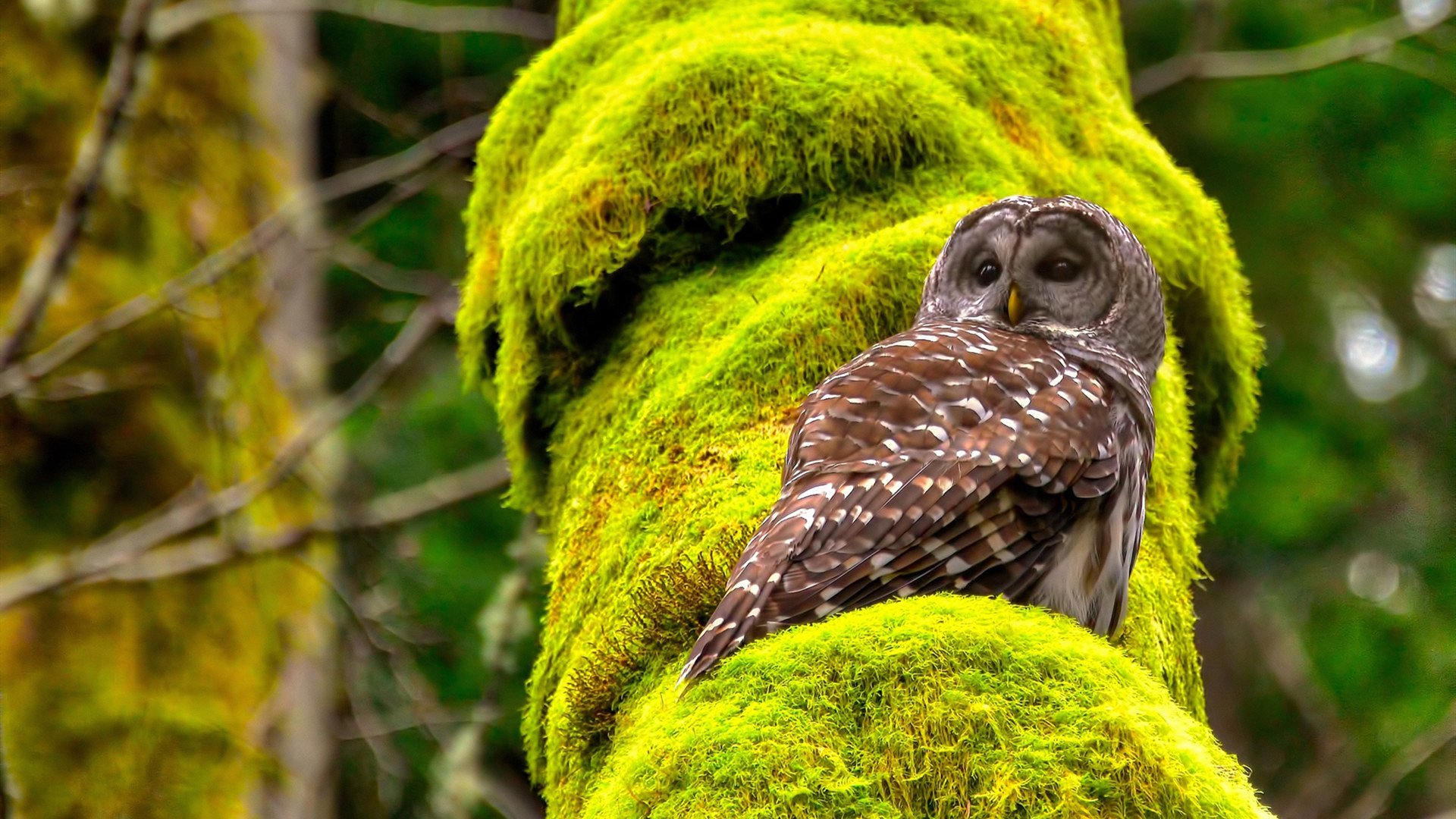 缺阵关键比赛的球星有哪些,缺阵是什么意思