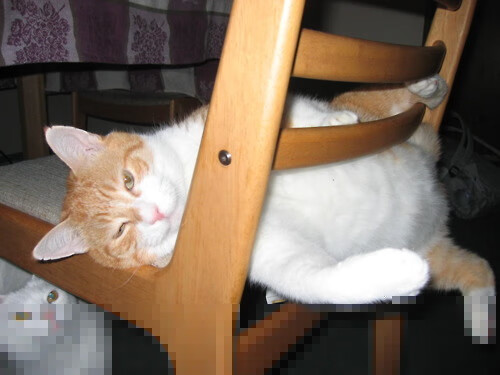 b体育平台-塞尔维亚男篮在欧洲预赛中拼搏奋进，开启全新征程，塞尔维亚男篮联赛