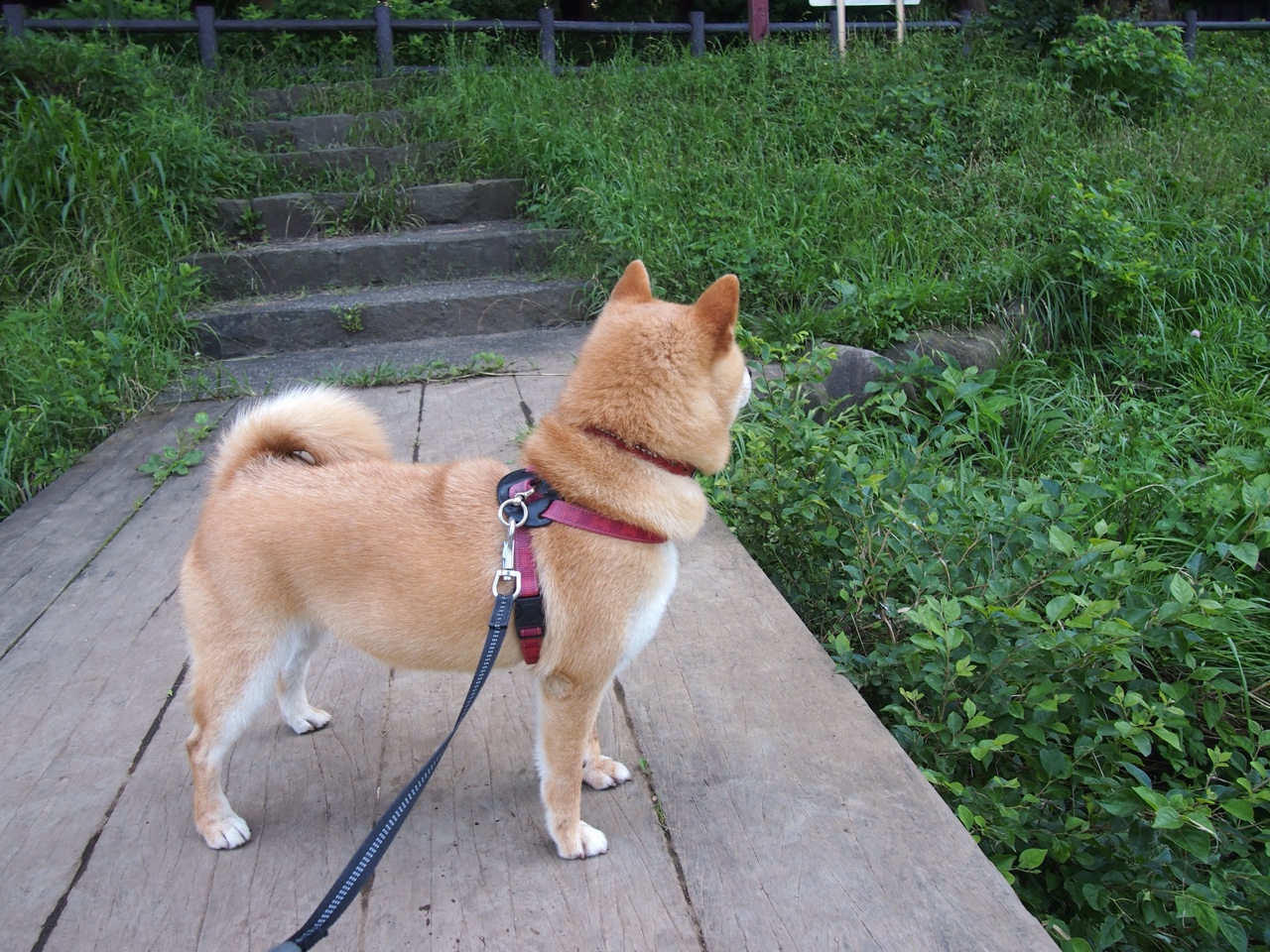蛙泳项目朝鲜保持强势,蛙泳最新技术视频